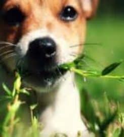 GreenPal Lawn Care