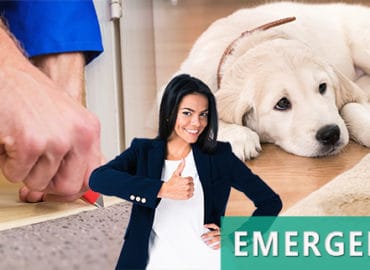 Carpet Cleaning Montebello