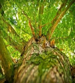 AS Treecare