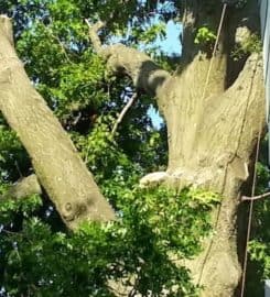 Tree Removal North York