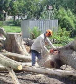 Tree Removal North York