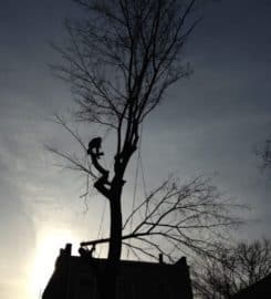 Tree Removal North York