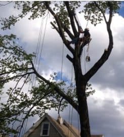 Tree Removal East York