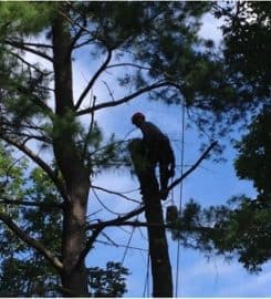 Tree Removal East York