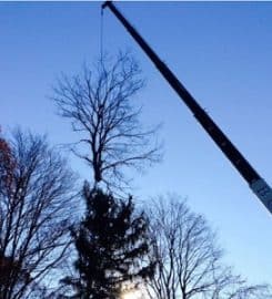 Tree Removal East York