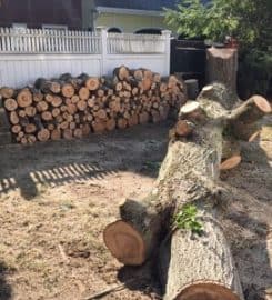 Tree Removal East York