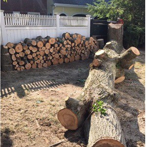 Tree Removal East York