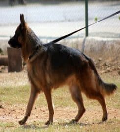 Birmingham Dog Walks