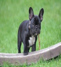 Birmingham Dog Walks