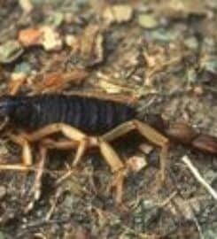 Evolve Pest Control Mesquite