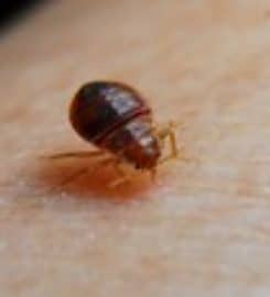 Evolve Pest Control Mesquite
