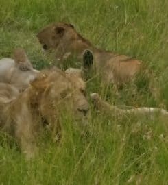 Best Camping Tours and Safaris Ltd