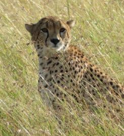 Best Camping Tours and Safaris Ltd