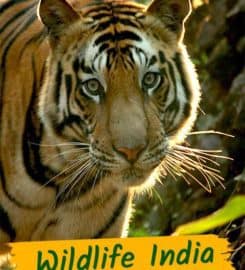 Indiaholidaymall