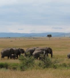 Best Camping Tours and Safaris Ltd