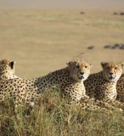 Best Camping Tours and Safaris Ltd