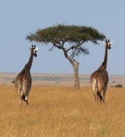 Best Camping Tours and Safaris Ltd