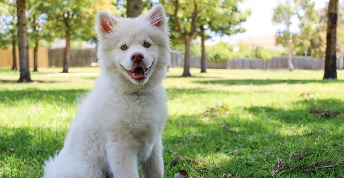 TreeHousePuppies