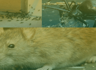 Pest Control Melbourne