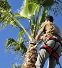 JFO Tree Service