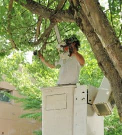 JFO Tree Service