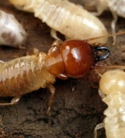 Bad 2 the Bugs Pest Control Service of Waco