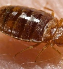 Bad 2 the Bugs Pest Control Service of Waco