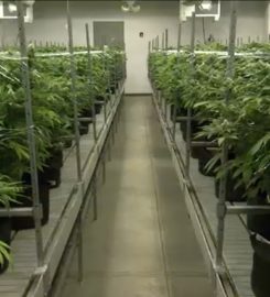 Leafypros