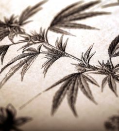 Leafypros