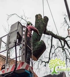 Arborist SEO