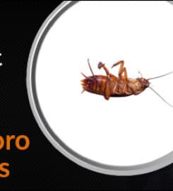 Bad 2 the Bugs Pest Control Service of Waco