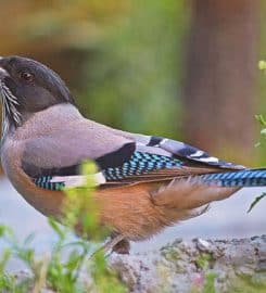 Wild World India