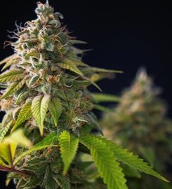 Leafypros