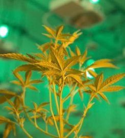 Leafypros