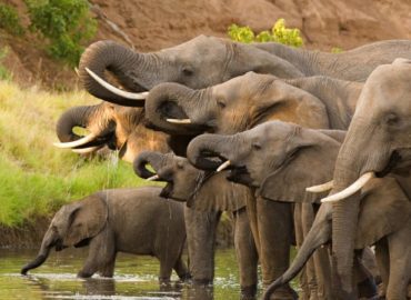 Inside Africa Budget Safaris