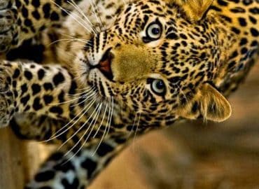 Inside Africa Budget Safaris