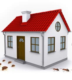 Bad 2 the Bugs Pest Control Service of Waco