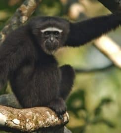 Wild World India