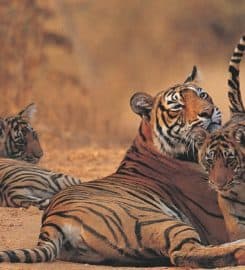 Wild World India