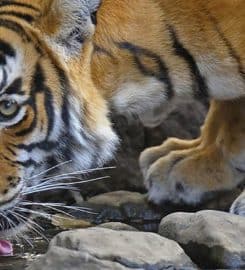 Wild World India
