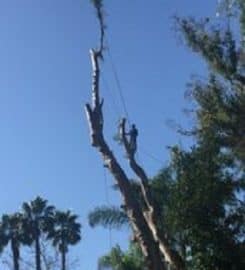 OC Treeworx