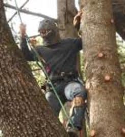 Placerville Tree Service