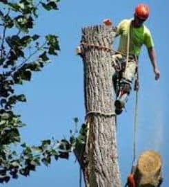 Tree Service & Removal of Alexandria