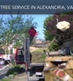 Tree Service & Removal of Alexandria