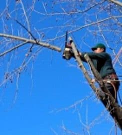 Woodchuck Tree Service