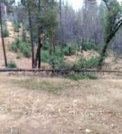Placerville Tree Service