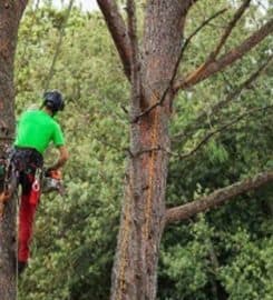 HAWAII TREE SERVICE