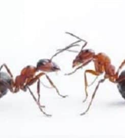 pest control huntington N.Y