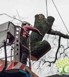 Arborist SEO