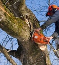 Hawthorne’s Tree Service Lakeland FL
